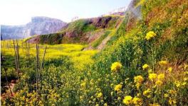 綠色礦山生態(tài)修復(fù) 水泥企業(yè)礦區(qū)迎來春天