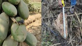 安全距離是與非！華新水泥爆破飛石遭質(zhì)疑！